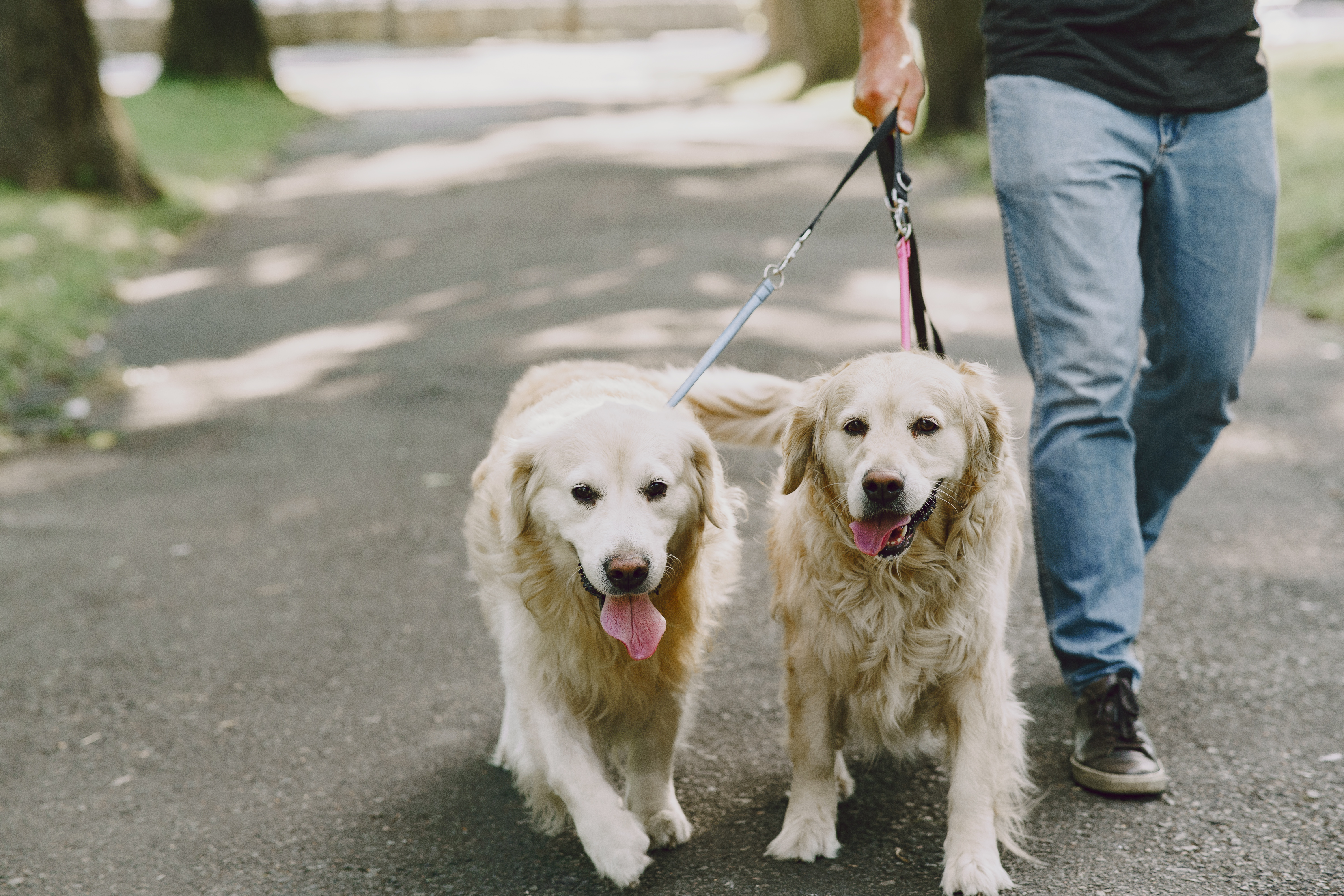 Paseo de perros